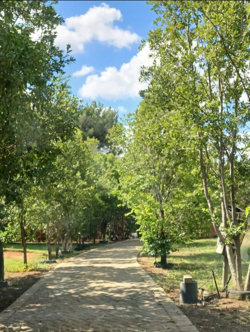 5 Bedroom Property for Sale in Olive Hill Free State